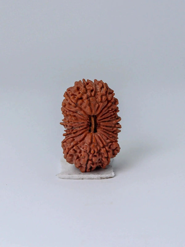 20 Mukhi Rudraksha Bead - Cosmic Wisdom of Lord Brahma | Brahmatells by Brahmatells