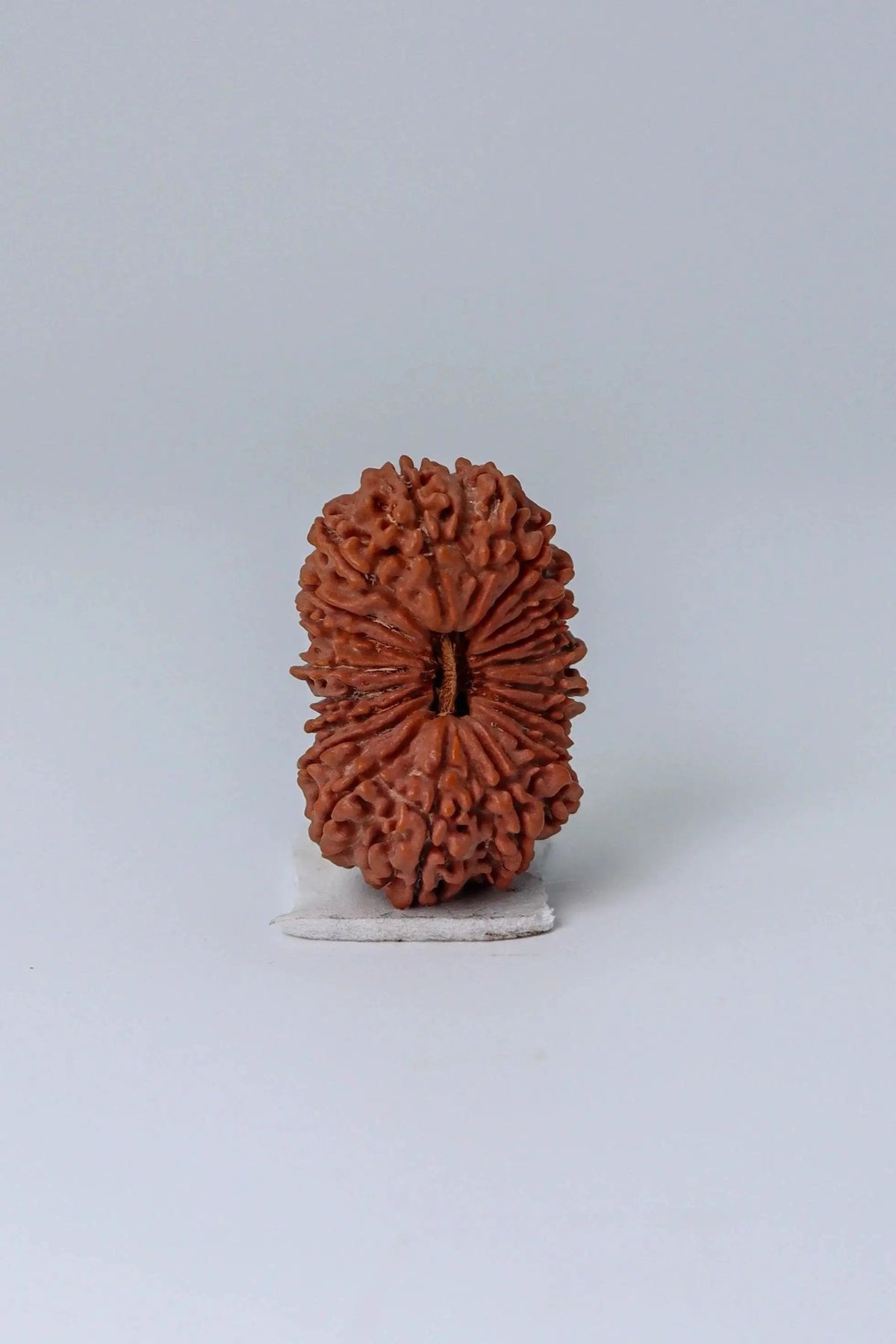 20 Mukhi Rudraksha Bead - Cosmic Wisdom of Lord Brahma | Brahmatells by Brahmatells