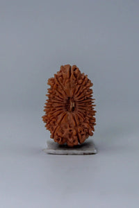 20 Mukhi Rudraksha Bead - Cosmic Wisdom of Lord Brahma | Brahmatells by Brahmatells