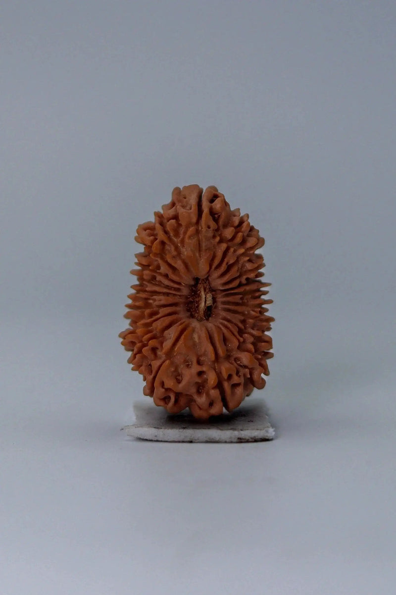 20 Mukhi Rudraksha Bead - Cosmic Wisdom of Lord Brahma | Brahmatells by Brahmatells