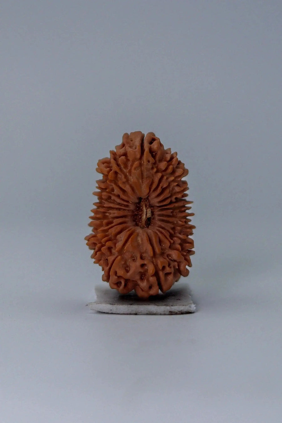 20 Mukhi Rudraksha Bead - Cosmic Wisdom of Lord Brahma | Brahmatells by Brahmatells