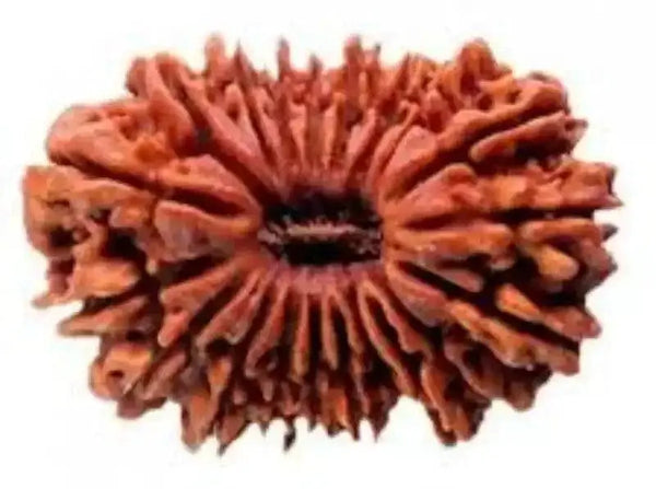 20 Mukhi Rudraksha Bead - Cosmic Wisdom of Lord Brahma | Brahmatells by Brahmatells