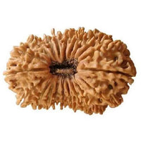 20 Mukhi Rudraksha Bead - Cosmic Wisdom of Lord Brahma | Brahmatells by Brahmatells