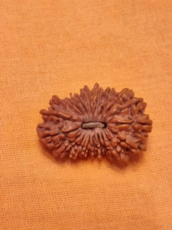 20 Mukhi Rudraksha Bead - Cosmic Wisdom of Lord Brahma | Brahmatells by Brahmatells