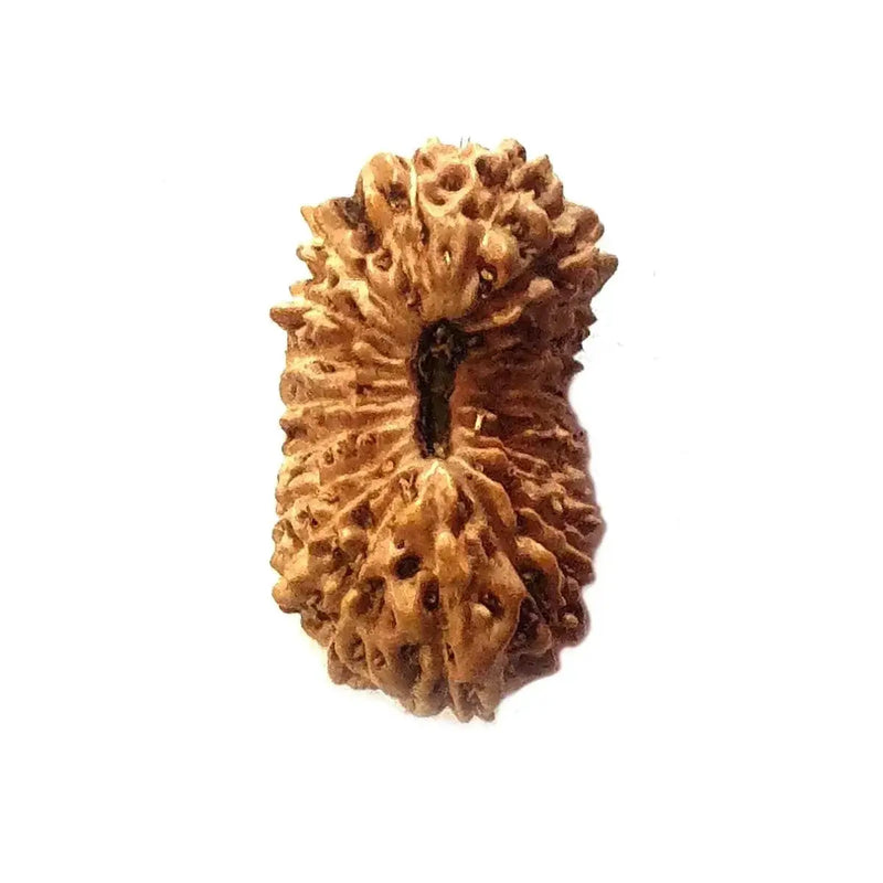 20 Mukhi Rudraksha Java - Divine Trinity's Harmony & Prosperity | Brahmatells by Brahmatells