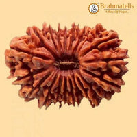 20 Mukhi Rudraksha Java - Divine Trinity's Harmony & Prosperity | Brahmatells by Brahmatells