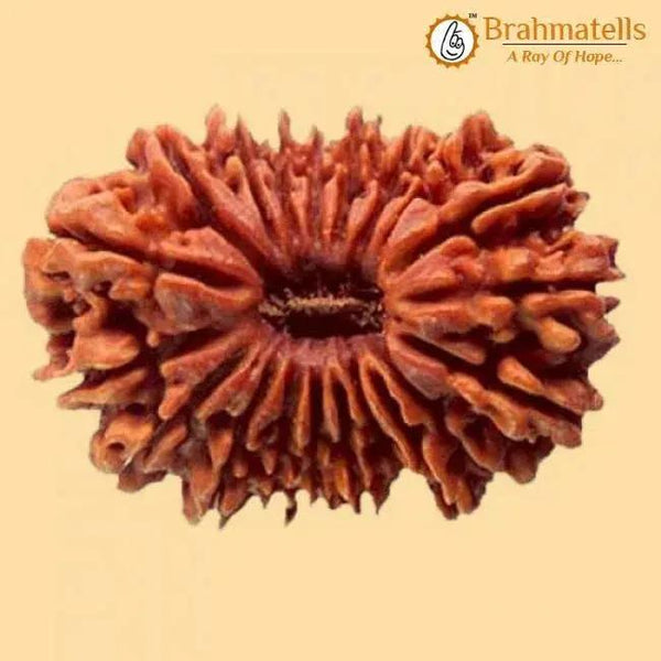 20 Mukhi Rudraksha Java - Divine Trinity's Harmony & Prosperity | Brahmatells by Brahmatells