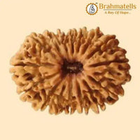 20 Mukhi Rudraksha Java - Divine Trinity's Harmony & Prosperity | Brahmatells by Brahmatells