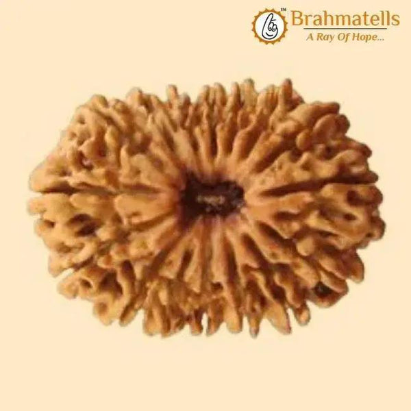 20 Mukhi Rudraksha Java - Divine Trinity's Harmony & Prosperity | Brahmatells by Brahmatells