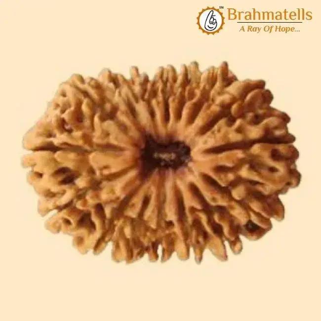 20 Mukhi Rudraksha Java - Divine Trinity's Harmony & Prosperity | Brahmatells by Brahmatells