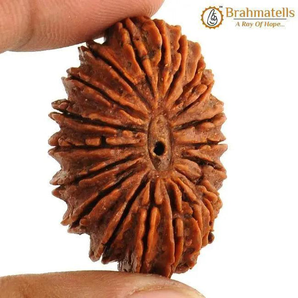 20 Mukhi Rudraksha Java - Divine Trinity's Harmony & Prosperity | Brahmatells by Brahmatells