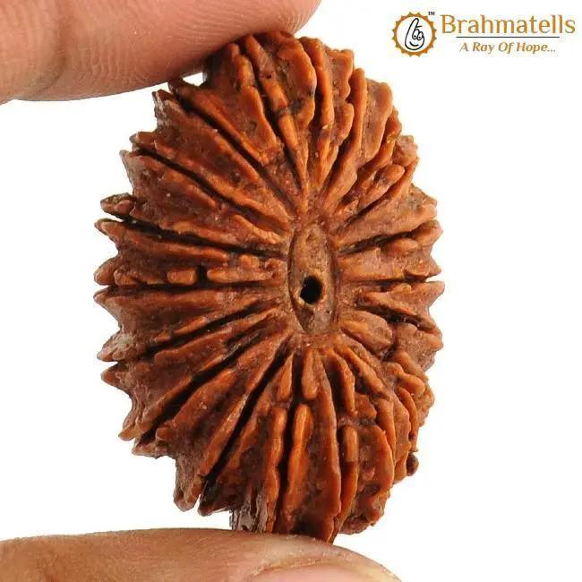 20 Mukhi Rudraksha Java - Divine Trinity's Harmony & Prosperity | Brahmatells by Brahmatells