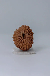 21 Mukhi Rudraksha from Nepal - Kubera's Blessing for Prosperity | Brahmatells by Brahmatells