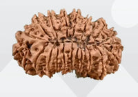 21 Mukhi Rudraksha from Nepal - Kubera's Blessing for Prosperity | Brahmatells by Brahmatells