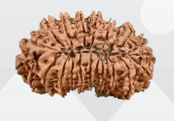 21 Mukhi Rudraksha from Nepal - Kubera's Blessing for Prosperity | Brahmatells by Brahmatells