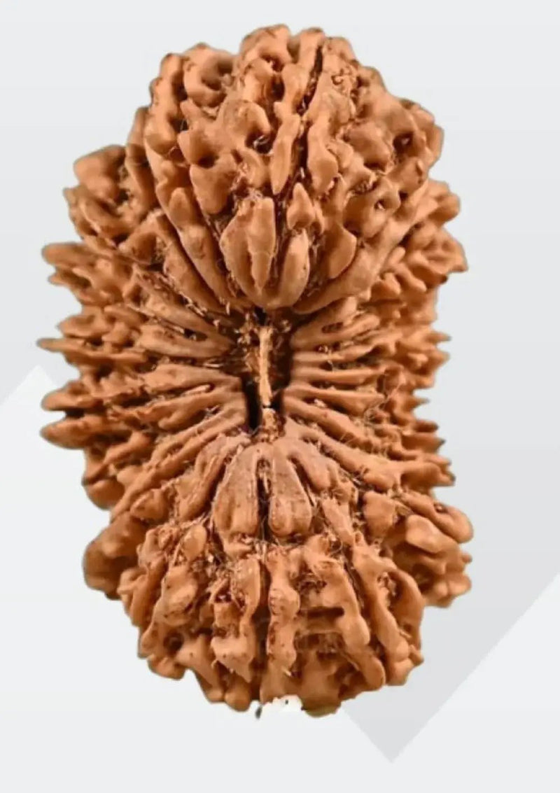 21 Mukhi Rudraksha from Nepal - Kubera's Blessing for Prosperity | Brahmatells by Brahmatells