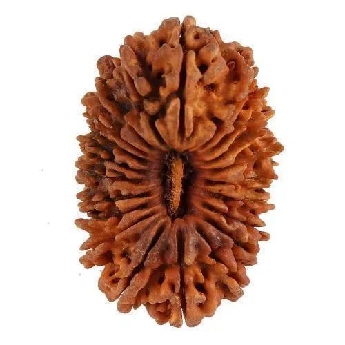 21 Mukhi Rudraksha Java - Attain Kubera's Wealth & Protection | Brahmatells by Brahmatells