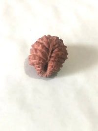 21 Mukhi Rudraksha Java - Attain Kubera's Wealth & Protection | Brahmatells by Brahmatells
