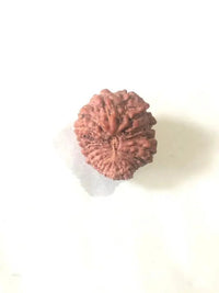21 Mukhi Rudraksha Java - Attain Kubera's Wealth & Protection | Brahmatells by Brahmatells