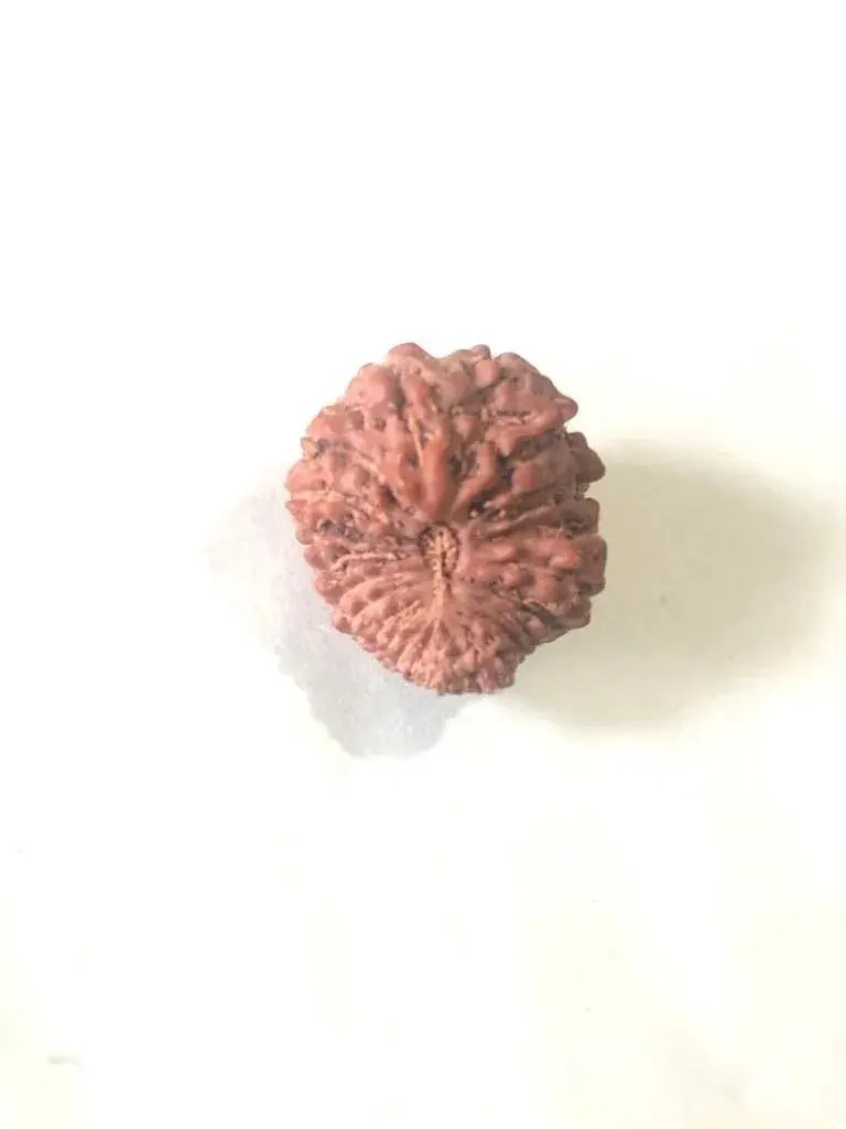 21 Mukhi Rudraksha Java - Attain Kubera's Wealth & Protection | Brahmatells by Brahmatells