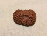 21 Mukhi Rudraksha Java - Attain Kubera's Wealth & Protection | Brahmatells by Brahmatells