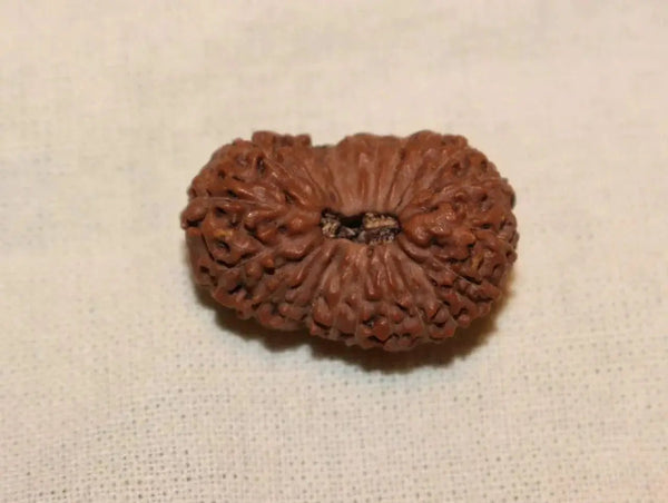 21 Mukhi Rudraksha Java - Attain Kubera's Wealth & Protection | Brahmatells by Brahmatells