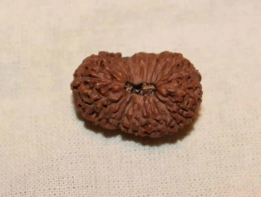 21 Mukhi Rudraksha Java - Attain Kubera's Wealth & Protection | Brahmatells by Brahmatells
