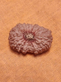 21 Mukhi Rudraksha Java - Attain Kubera's Wealth & Protection | Brahmatells by Brahmatells