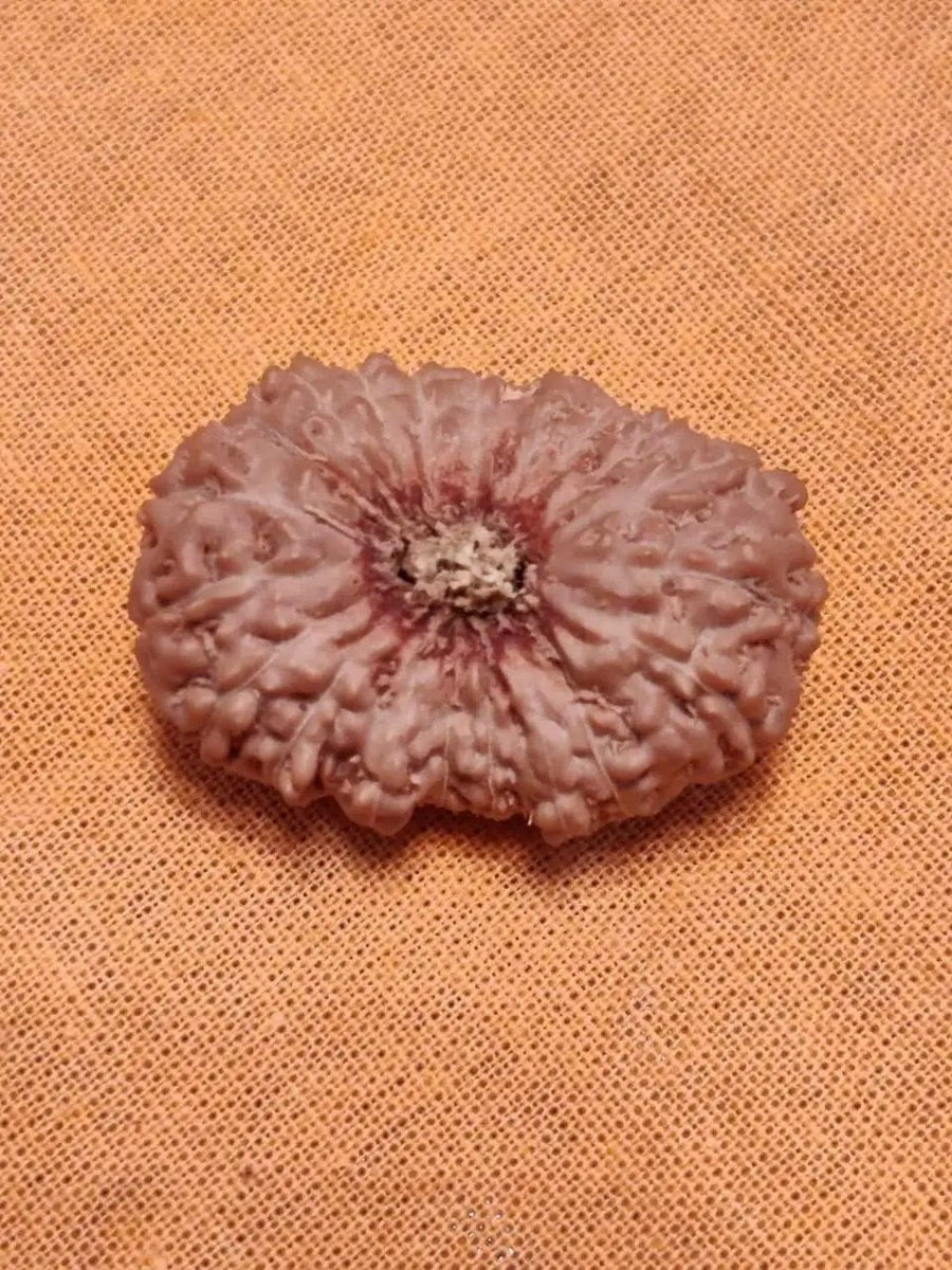21 Mukhi Rudraksha Java - Attain Kubera's Wealth & Protection | Brahmatells by Brahmatells
