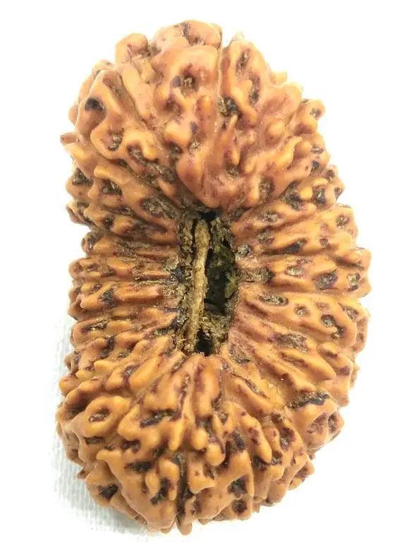 21 Mukhi Rudraksha Java - Attain Kubera's Wealth & Protection | Brahmatells by Brahmatells