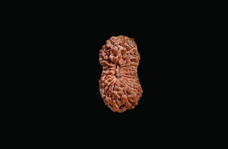 21 Mukhi Rudraksha Java - Attain Kubera's Wealth & Protection | Brahmatells by Brahmatells