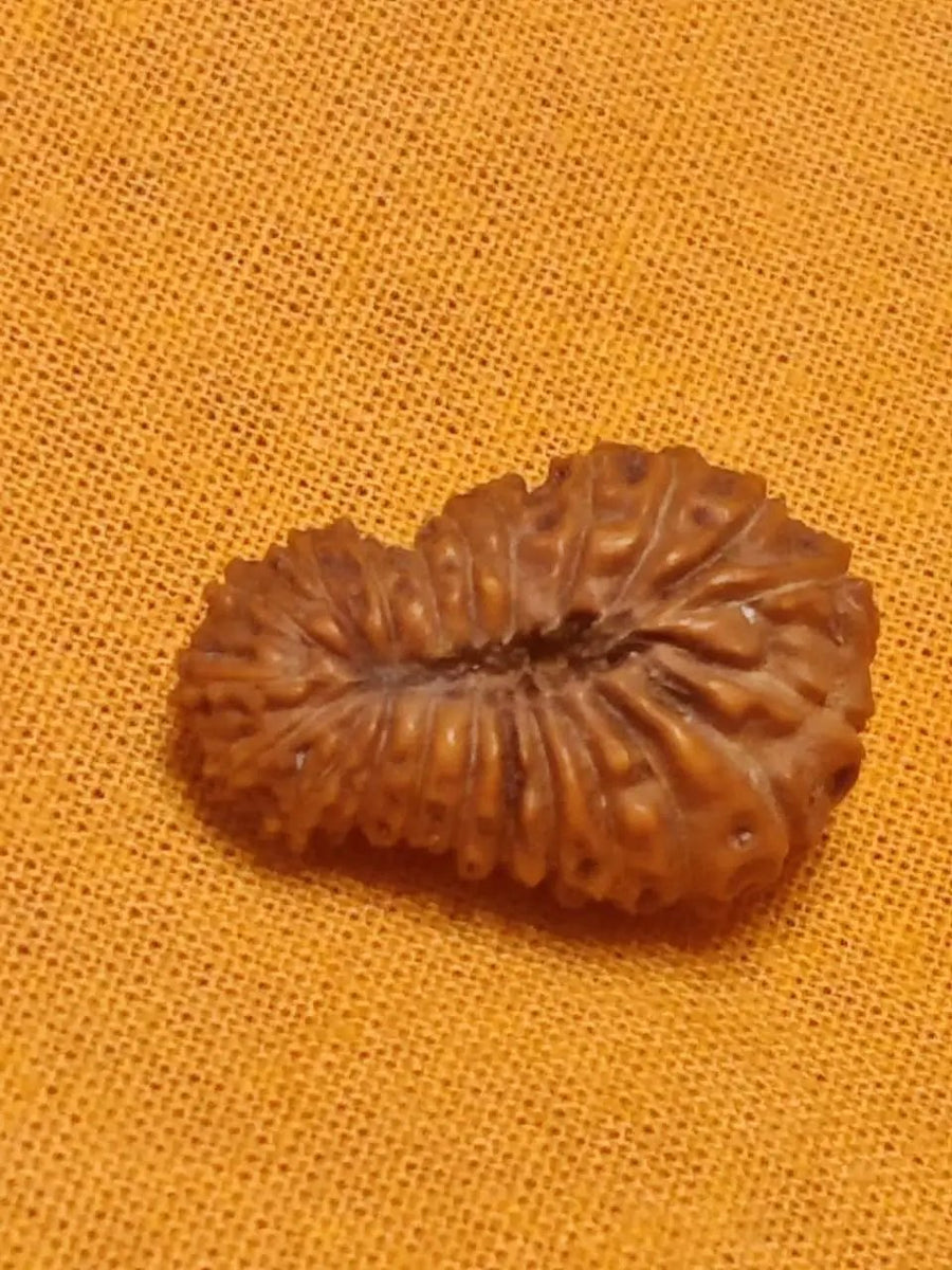 21 Mukhi Rudraksha Java - Attain Kubera's Wealth & Protection | Brahmatells by Brahmatells