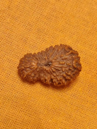 21 Mukhi Rudraksha Java - Attain Kubera's Wealth & Protection | Brahmatells by Brahmatells