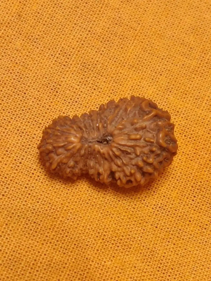 21 Mukhi Rudraksha Java - Attain Kubera's Wealth & Protection | Brahmatells by Brahmatells