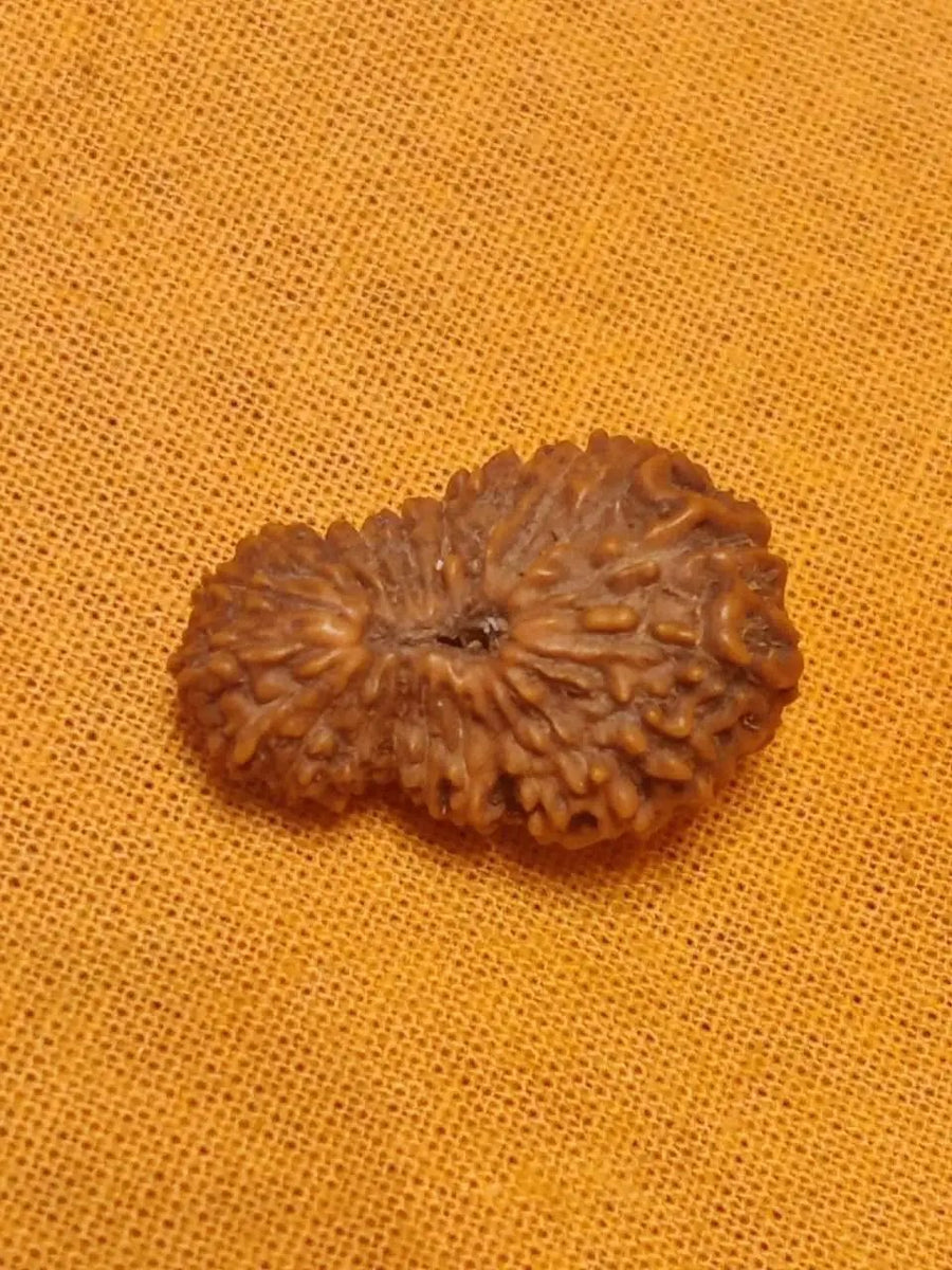 21 Mukhi Rudraksha Java - Attain Kubera's Wealth & Protection | Brahmatells by Brahmatells