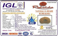 21 Mukhi Rudraksha Java - Attain Kubera's Wealth & Protection | Brahmatells by Brahmatells