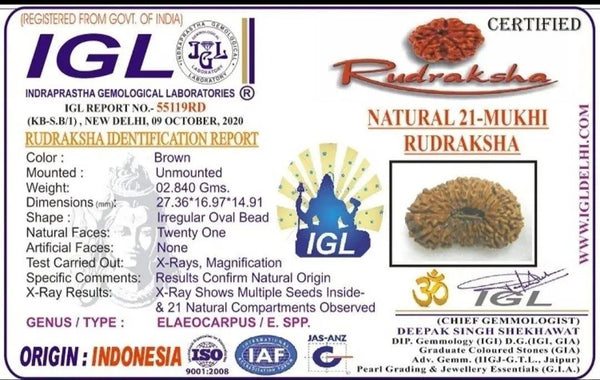 21 Mukhi Rudraksha Java - Attain Kubera's Wealth & Protection | Brahmatells by Brahmatells