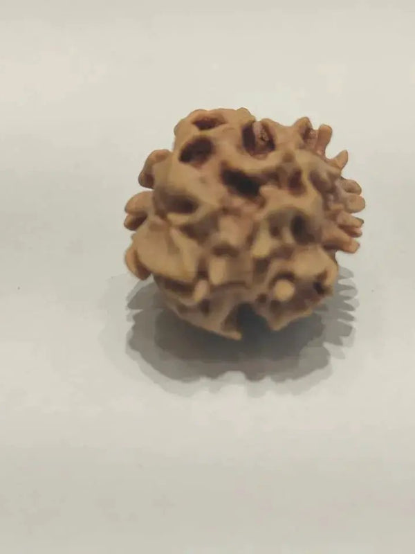 2 Mukhi Rudraksha Bead - Uniting Shiva & Shakti | Brahmatells by Brahmatells