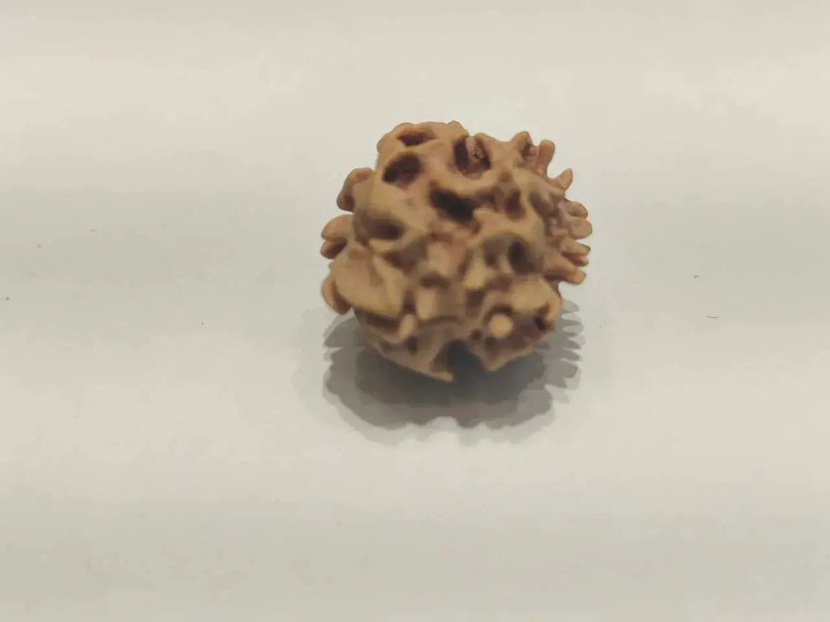 2 Mukhi Rudraksha Bead - Uniting Shiva & Shakti | Brahmatells by Brahmatells