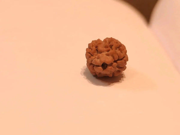 2 Mukhi Rudraksha Bead - Uniting Shiva & Shakti | Brahmatells by Brahmatells