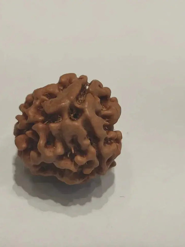 3 Mukhi Rudraksha from Nepal - Embrace the Power of Lord Agni | Brahmatells by Brahmatells