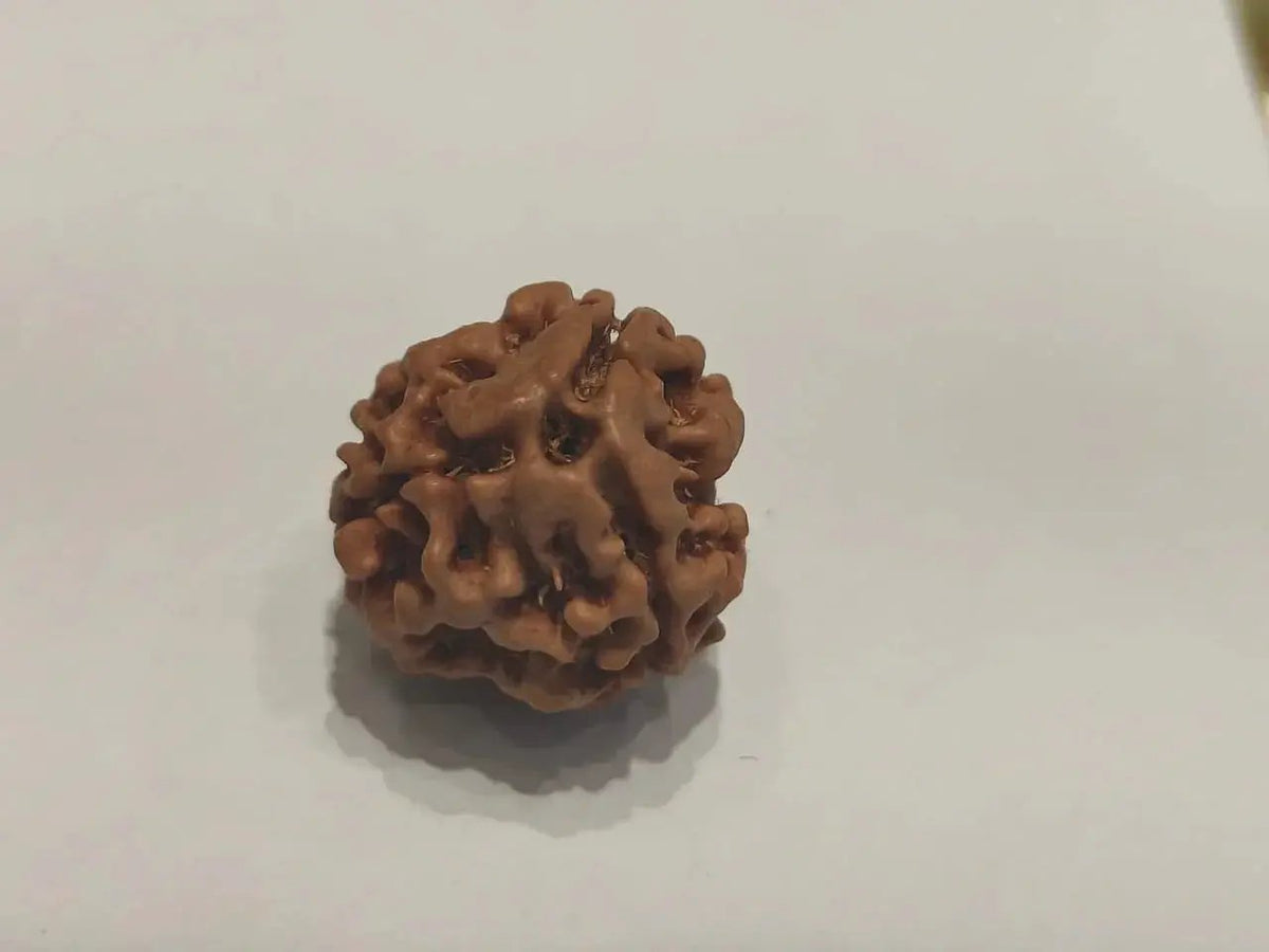3 Mukhi Rudraksha from Nepal - Embrace the Power of Lord Agni | Brahmatells by Brahmatells