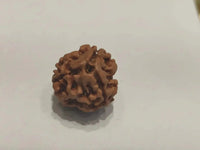 3 Mukhi Rudraksha from Nepal - Embrace the Power of Lord Agni | Brahmatells by Brahmatells