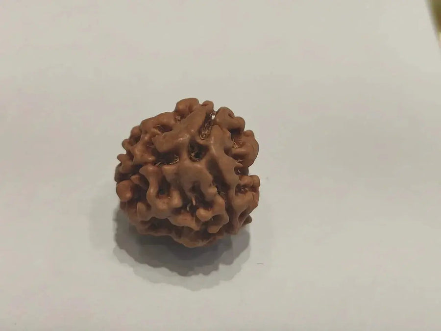 3 Mukhi Rudraksha from Nepal - Embrace the Power of Lord Agni | Brahmatells by Brahmatells