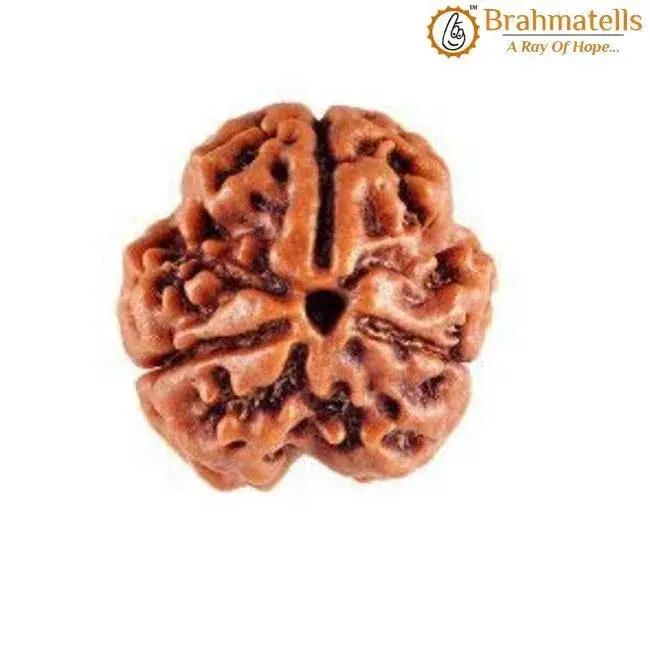 3 Mukhi Rudraksha from Nepal - Embrace the Power of Lord Agni | Brahmatells by Brahmatells