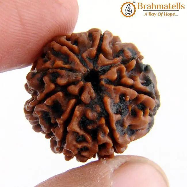 3 Mukhi Rudraksha from Nepal - Embrace the Power of Lord Agni | Brahmatells by Brahmatells