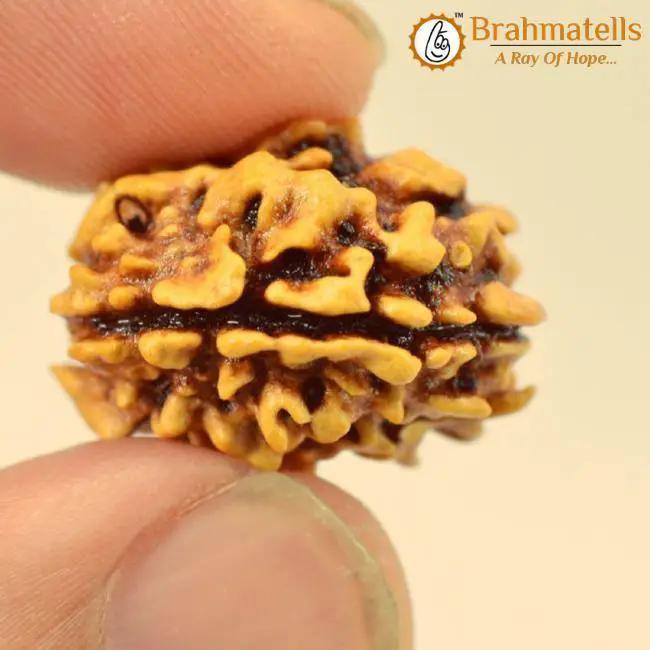 3 Mukhi Rudraksha from Nepal - Embrace the Power of Lord Agni | Brahmatells by Brahmatells