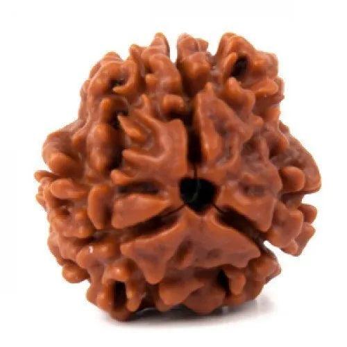 3 Mukhi Rudraksha Java - Embrace the Power of Agni | Brahmatells by Brahmatells