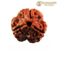 3 Mukhi Rudraksha Java - Embrace the Power of Agni | Brahmatells by Brahmatells