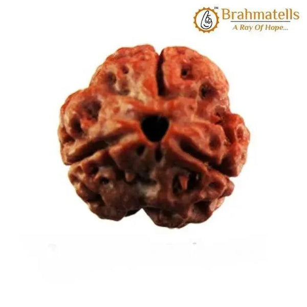 3 Mukhi Rudraksha Java - Embrace the Power of Agni | Brahmatells by Brahmatells